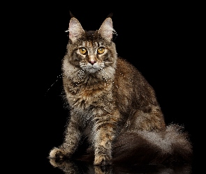 Kot, Czarne tło, Maine coon