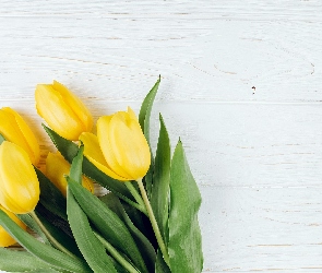 Żółte, Deski, Białe, Tulipany, Kwiaty
