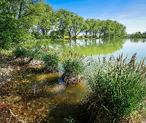 Jezioro, Drzewa, Zarośla, Szuwary, Trzciny