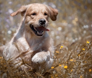 Kwiaty, Łąka, Szczeniak, Golden retriever