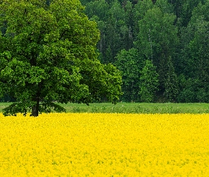 Wiosna, Drzewo, Pole, Drzewa, Rzepak, Kwitnący
