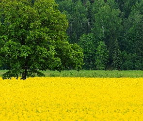 Drzewa, Pole, Wiosna, Kwitnący, Drzewo, Rzepak