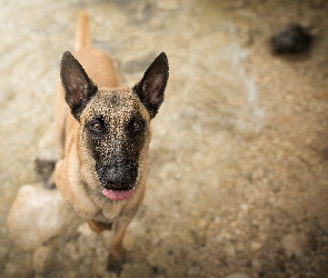 Owczarek belgijski Malinois, Pies