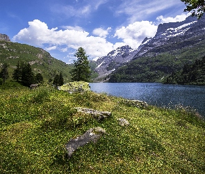 Trawa, Kamienie, Kanton Berno, Drzewa, Jezioro Engstlensee, Szwajcaria, Góry
