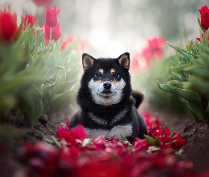 Pies, Tulipany, Shiba inu