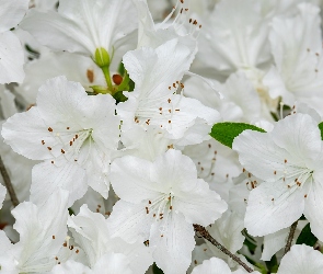 Różanecznik, Azalia, Kwiaty, Białe