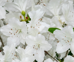 Azalia, Kwiaty, Różanecznik, Białe