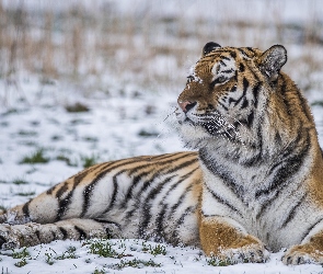 Leżący, Zima, Śnieg, Tygrys