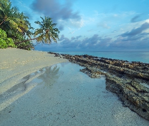 Morze, Południowy atol, Wyspa Dhoores, Palmy, Plaża, Kamienista, Drzewa, Malediwy