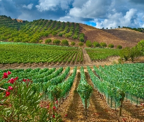 Krzewy, Winogrona, Winnica
