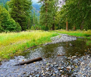 Rzeczka, Drzewa, Strumyk