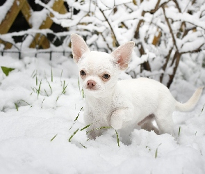 Krzew, Śnieg, Pies, Chihuahua krótkowłosa