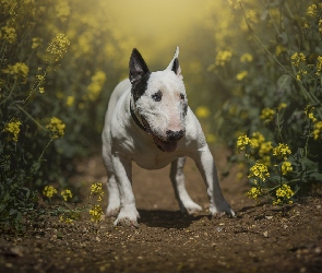 Pies, Ścieżka, Kwiaty, Bulterier