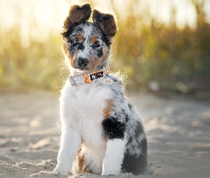 Szczeniak, Border collie, Siedzący