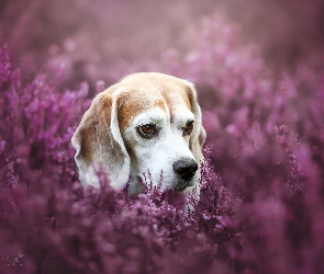 Beagle, Wrzosy, Pies