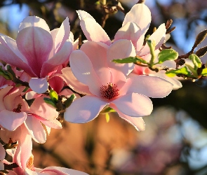 Bladoróżowe, Magnolia, Kwiaty