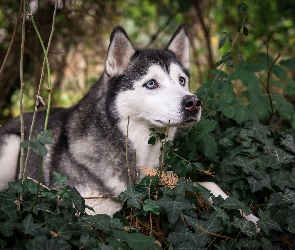 Siberian husky, Bluszcz, Gałązki, Rośliny