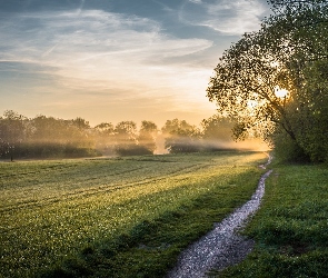 Pole, Mgła, Drzewa, Wschód słońca, Droga