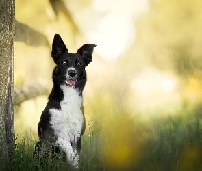 Pies, Border collie, Tło, Trawa, Rozmyte, Płot