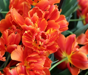 Tulipany, Rozwinięte