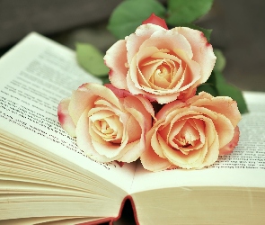 Róże, Książka, Otwarta