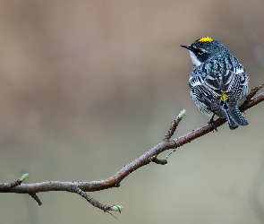 Myrtle warbler, Lasówka, Gałązka, Ptak