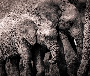 Rodzinka, Słoniątko, Słonie