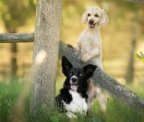 Kwiaty, Trawa, Border collie, Rośliny, Płot, Psy, Pudel