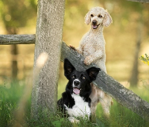 Border collie, Psy, Rośliny, Płot, Trawa, Kwiaty, Pudel