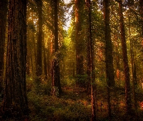 Drzewa, Światło, Las