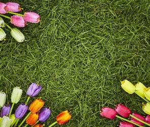 Kolorowe, Tulipany, Trawa, Kwiaty, Zielona, Sztuczne