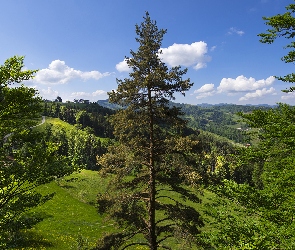 Wzgórza, Roślinność, Drzewa