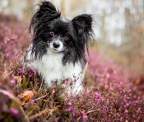 Wrzosy, Mordka, Pies, Spaniel kontynentalny miniaturowy Papillon