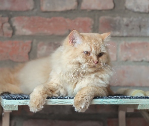 Rudy, Kot brytyjski długowłosy