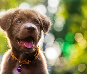 Pies, Bokeh, Szczeniak, Obroża, Labrador retriever