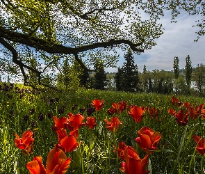 Niemcy, Trawa, Wiosna, Drzewa, Tulipany, Park, Badenia-Wirtembergia, Wyspa Mainau, Ogród