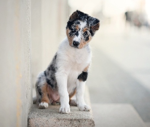 Murek, Border collie, Pies, Szczeniak