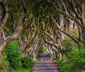Irlandia Północna, Hrabstwo Antrim, Buki, Droga, Drzewa, Aleja Dark Hedges