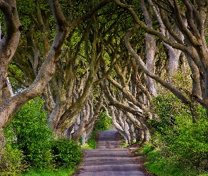 Buki, Drzewa, Hrabstwo Antrim, Irlandia Północna, Aleja Dark Hedges, Droga