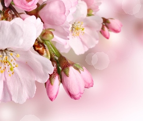 Biało-różowe, Drzewo owocowe, Pąki, Kwiaty