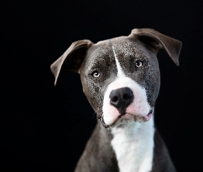 Pit Bull Terrier, Tło, Czarne, Mordka, Pies