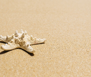 Plaża, Piasek, Rozgwiazda