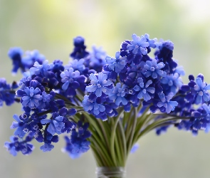 Kwiaty, Bukiecik, Szafirki, Niebieskie