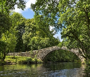 Rzeka, Drzewa, Most łukowy