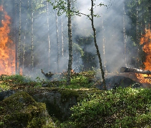 Dym, Płomienie, Drzewa, Las, Pożar, Ogień