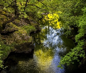 Rzeka, Roślinność, Drzewa, Skały, Las