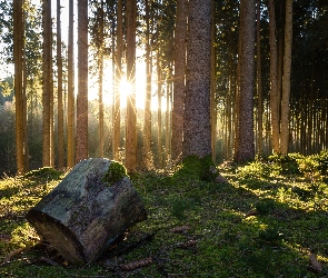 Drzewa, Promienie słońca, Kloc, Kłoda, Las