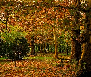 Las, Krzewy, Drzewa, Jesień