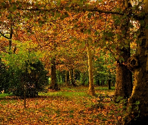 Krzewy, Drzewa, Las, Jesień