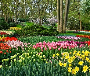 Wiosna, Narcyzy żonkile, Tulipany, Park